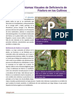 Deficiencia de Fosforo en Los Cultivos PDF