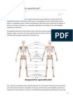 Qué Es El Esqueleto Apendicular PDF