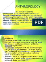 Humans Hominization Hominidae Fossils Petrified