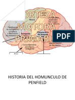 Corteza Motora Primaria