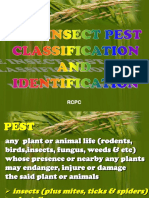 Rice Insect Pest, Classification and Identification