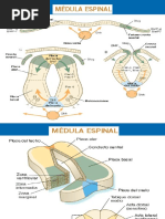 Sistematizacion de La Medula