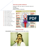 Semiologia de Pares Craneales