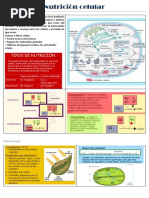 Nutricion Celular