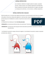 Sistema Respiratorio