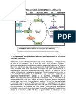 Alteraciones en El Metabolismo de Metionina y Cisteina