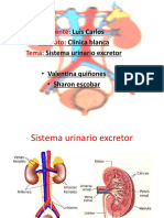 Expo Sistema Urinario