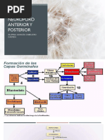 Neuroporo Anterior y Posterior