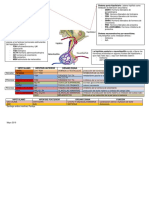 Esquema Endocrino Hipotalamo Hipofisiario