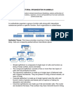 Structural Organization in Animals