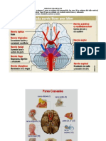Nervios Craneales y Raquideos