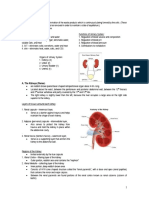 The Urinary System