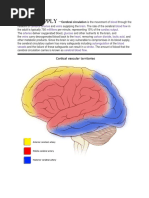 Blood Supply