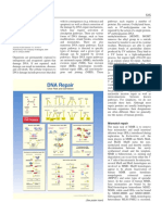 DNA Repair: Cell Science at A Glance 515