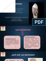 Las Meninges EXPOSICIÓN