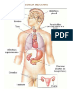 Sistema Endocrino