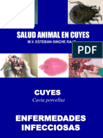 Sanidad - Enfermedades Infectocontagiosas Cuyes