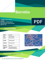 Borrelia