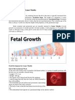 Fetal Development by Lunar Months