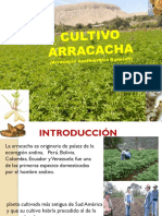 Cultivo de Arracacha