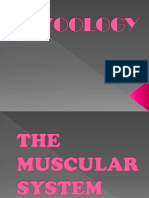 Zoology PPT Muscular System