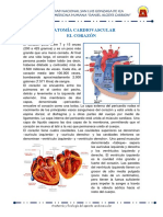 Anatomia y Fisiología Cardiovascular