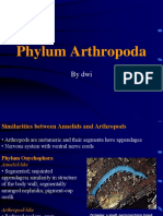 Phylum Arthropoda: by Dwi