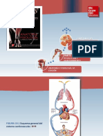 Saladin Anatomia 6a Diapositivas c19 CORAZON