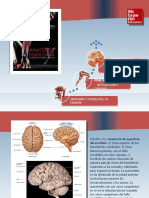 Saladin Anatomia 6a Diapositivas c14 PARES CRANEALES