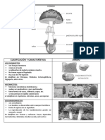 Partes Del Hongo