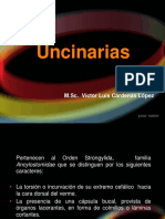 Uncinarias