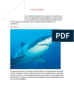 Especies de Tiburones