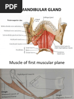 Submandibular Gland Anatomy