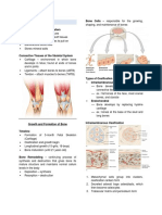 Skeletal System: Bone Cells