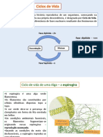 3 - Ciclos de Vida