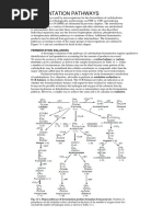 Fermentation Pathways