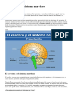 El Cerebro y El Sistema Nervioso