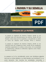 La Papaya y Su Semilla