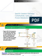 Catabolic Pathways Chapter28