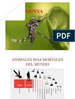 Diferencias Entre Dengue Zika Chikungunya