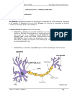 Fisiología Del Sistema Nervioso