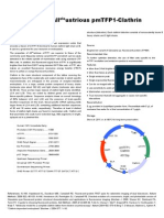 pmTFP1 Clathrin