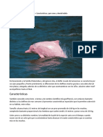 Delfín Rosado Del Amazonas