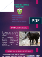 Tapir