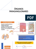 Órganos Paraganglionares