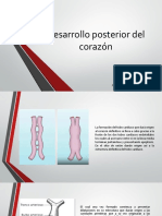 Desarrollo Posterior Del Corazón