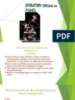 Accessory Respiratory Organ in Fish