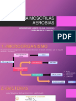 Bacteria Mosofilas 2018 Mañana