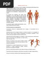 Sistema Muscular