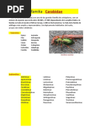 Familia Carabidae
